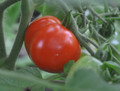 Stupice Tomato Plant - Very Early/Exceptional Taste - 2.5" Pot