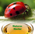 1500 Live Ladybugs + Hirt's Nature Nectar-Guaranteed Live Delivery-No Ship to HI