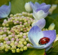 Ladybug Nectar™ - 8 Ounces - Attracts & Keeps Beneficial Insects in the Garden