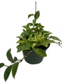 Tricolor Wax Plant - Hoya Tricolor - Great House Plant/Exotic Flower - 6" Pot