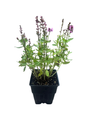 New Dimension Rose Meadow Sage - Salvia - Live Plant - Quart Pot