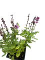 New Dimension Rose Meadow Sage - Salvia - Live Plant - Quart Pot