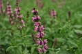 New Dimension Rose Meadow Sage - Salvia - Live Plant - Quart Pot
