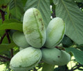 Paw Paw Trees - 2 Plants - Banana fruit - Asimina triloba - PawPaw - 3.25" Pot