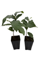 Paw Paw Trees - 2 Plants - Banana fruit - Asimina triloba - PawPaw - 3.25" Pot