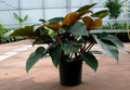 Rojo Congo Philodendron - 4" Pot
