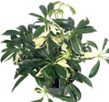 Creme & Green Hawaiian Schefflera 2 Plants - Great Indoors - 3" Pot