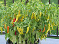 Hungarian Hot Wax Pepper Plant - 4" Pot