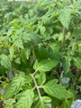 Sungold Tomato Plant - Super Sweet - 4" Pot