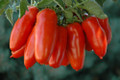 San Marzano Tomato Plant - 4" Pot