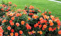 Livin' Easy™ Rose Bush - Citrus Fragrance - Everblooming - 4" Pot