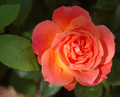Livin Easy Rose Bush - Citrus Fragrance - Everblooming - 4" Pot