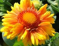 Arizona Apricot Blanket Flower - Gaillardia - Live Plant - Quart Pot