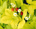 Golden Alexandria Strawberry - 100 Seeds