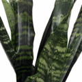 Black Coral Snake Plant - Sansevieria - Almost Impossible to kill - 6" Pot