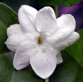 Hirt's Arabian Tea Jasmine Plant - Maid of Orleans - 6" Pot - Live Plant