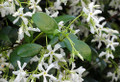 Confederate Star Jasmine Plant - 6" Pot - Extremely Fragrant Vine