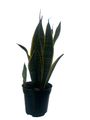 Laurentii Snake Plant - Sansevieria - Impossible to kill! - 4" Pot