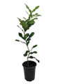 Kaffir Lime Tree - Fruit Bearing Size - 5" Pot - NO SHIP TX,FL,AZ,CA,LA,HI