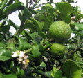 Kaffir Lime Tree - Fruit Bearing Size - 5" Pot - NO SHIP TX,FL,AZ,CA,LA,HI
