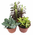 3 Different Succulent Plants -  4" Pots