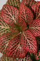 Red Veined Nerve Plant - Fittonia - Easy House Plant - 3" Pots / 2 Pack