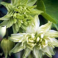 Lime Frost Columbine 20 Seed-Aquilegia-Shade Perennial