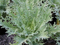 White Russian Kale - 30 Seeds