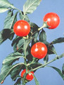 Jerusalem Cherry 15 Seeds - Solanum - House Plant