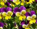 Johnny Jump Up - 200 Seeds, 450 Milligram- Viola