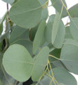 Silver Dollar Tree Eucalyptus - Eucalyptus Cinera - 25 Seeds