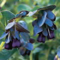 Blue Shrimp Plant Flower 15 Seeds - Cerinthe major