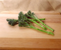Aspabroc Baby Broccoli/Broccolini - 20 Seeds