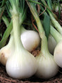 Walla Walla Onion 80 Seeds - Very Mild/Eat Like Apple