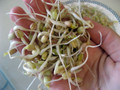 Mung Bean Sprouting Seeds - 4 ounces