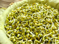 Mung Bean Sprouting Seeds - 4 ounces