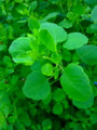 Papalo 100 Seeds - Mexican Herb - Porophyllum ruderale - Indoors or Out Papalo 100 Seeds - Mexican Herb - Porophyllum ruderale - Indoors or Out