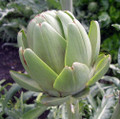 Green Globe Artichoke 15 Seeds - Exotic/Edible