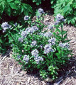 Blue Star Perennial 15 Seeds - Amsonia