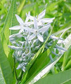 Blue Star Perennial 15 Seeds - Amsonia