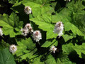 Sugar Scoop Foamflower 40 Seeds/Seed - Shade Perennial