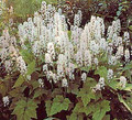 Sugar Scoop Foamflower 40 Seeds/Seed - Shade Perennial