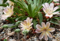Little Peach Lewisia - 20 Seeds - Bitterroot