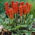 Arum of Italy 10 Seeds - Arum italicum - Enticing!
