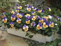 Penny Peach Jump Up Viola - 25 Seeds - Unusual Color!