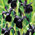 Black Iris 10 Seeds - Iris chrysographes - Perennial