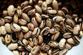 Peregion Bush Bean - 25 Seeds - Heirloom - Semi Climber