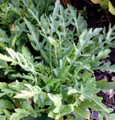 Sylvetta Arugula - 100 Seeds - Italian Rustic