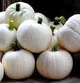 Cotton Candy Pumpkin 10 Seeds - NEW - Hirt's Gardens