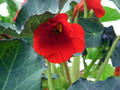 Cherry Crumble Nasturtium 30 Seeds - Annual